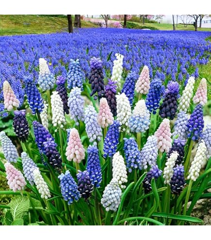 Amazon | ムスカリ ピンクサンライズ 球根 10球 はなみどり | 球根