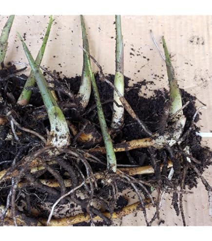 Amazon.co.jp: 無農薬みょうがの苗 抜き苗7本 : DIY・工具・ガーデン