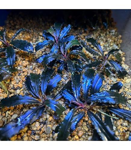 Amazon.co.jp: ブセファランドラ ラマンダウ Bucephalandra sp