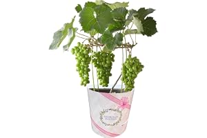花のギフト社 父の日 花 ぶどう ぶどう鉢植え ぶどうの木 鉢植え 父の日プレゼ…