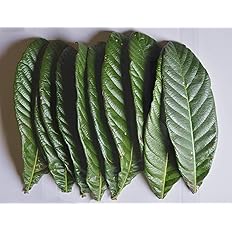 びわの葉っぱ！ 乾燥or生葉 【公式通販】