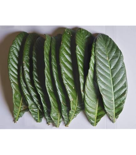 Amazon.co.jp: 三栄商会 ビワの葉温灸用太棒もぐさ16本入（補充用