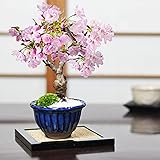 盆栽妙 ミニ桜 旭山 万古焼 なまこ花型 ミニ盆栽 花 フラワーギフト 観葉植物 鉢植え