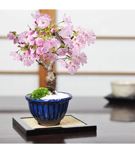 Amazon.co.jp: 折り鶴盆栽しだれ桜盆栽 : DIY・工具・ガーデン