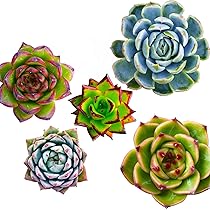 Amazon.co.jp: 【Succute】エケベリア 韓国苗（発根済み抜き苗