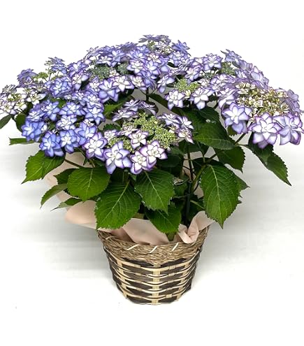 Amazon｜アジサイ 月虹 ピンク 5号鉢サイズ 鉢植え ジャパンフラワー