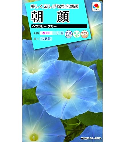 Amazon.co.jp: 朝顔の種 50粒 花 あさがお たね : DIY・工具・ガーデン