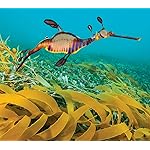 海の生き物 QHD(1080×960) The Ocean Unseen 2021 Calendar 海の生き物 QHD(1080×960) The Ocean Unseen 2021 Calendar