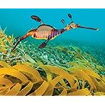 海の生き物 Android(960×800)待ち受け The Ocean Unseen 2021 Calendar 海の生き物 Android(960×800)待ち受け The Ocean Unseen 2021 Calendar