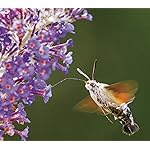 チョウ(蝶) HD(1440×1280) Schmetterlinge 2021: Broschuerenkalender mit Ferienterminen チョウ(蝶) HD(1440×1280) Schmetterlinge 2021: Broschuerenkalender mit Ferienterminen