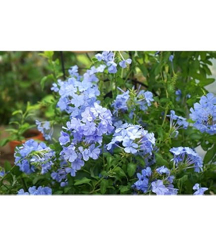 Amazon.co.jp: 山野草、シラネアオイ濃色八重咲 3株 : DIY・工具・ガーデン