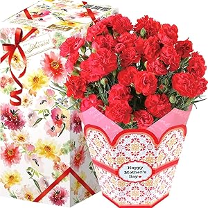 花のギフト社 母の日 カーネーション 鉢花 花鉢 鉢植え プレゼント 花 鉢 フラワーギフト 5号鉢