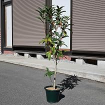 Amazon.co.jp: 2026年10月から11月開花予定キンモクセイ花芽付2026年