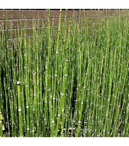 Amazon.co.jp: （山野草）フタバアオイ（二葉葵） 3号（1ポット