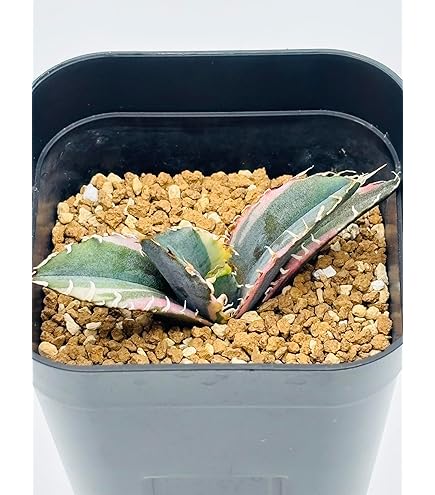 Amazon.co.jp: アガベ・チタノタ「南アフリカダイヤモンド」 3.5号鉢