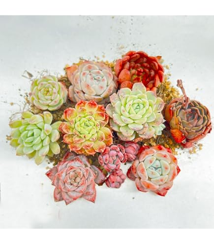 Amazon.co.jp: 多肉植物 韓国苗 抜き苗 シックモンロー : DIY・工具