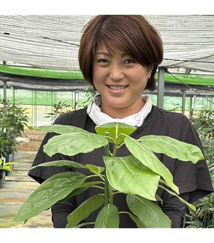 アボカド スチュワート 花芽付き アボカド スチュワート 花芽付き