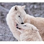 オオカミ HD(1440×1280) Woelfe - Wolves - Loups 2021 Artwork: Kalender オオカミ HD(1440×1280) Woelfe - Wolves - Loups 2021 Artwork: Kalender