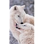 オオカミ iPhoneSE/5s/5c/5(640×1136)壁紙 Woelfe - Wolves - Loups 2021 Artwork: Kalender オオカミ iPhoneSE/5s/5c/5(640×1136)壁紙 Woelfe - Wolves - Loups 2021 Artwork: Kalender