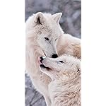 オオカミ iPhoneSE/5s/5c/5 壁紙 視差効果 Woelfe - Wolves - Loups 2021 Artwork: Kalender オオカミ iPhoneSE/5s/5c/5 壁紙 視差効果 Woelfe - Wolves - Loups 2021 Artwork: Kalender