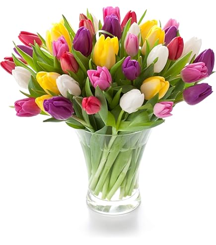 Amazon.co.jp: チューリップ 球根 ミステリーバレー 2球 八重咲き