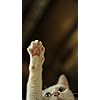 猫 Iphone Se 8 7 6s 750 1334 壁紙 猫侍 玉之丞 その他 スマホ用画像 猫 Iphone Se 8 7 6s 750 1334 壁紙 猫侍 玉之丞 その他 スマホ用画像