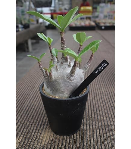 Amazon.co.jp: 塊根植物 アデニウム バオバブタイプ 鉢ごと発送
