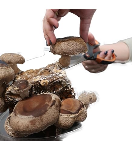 Amazon.co.jp: なめこ栽培キット 筒型なめこ マサル 抱き枕 ぬいぐるみ