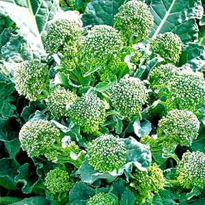 Amazon Co Jp すずなりブロッコリー苗 野菜苗 9cmポット 3個セット 1株で約40本以上 長期間収穫可能な多収穫茎ブロッコリー Diy 工具 ガーデン
