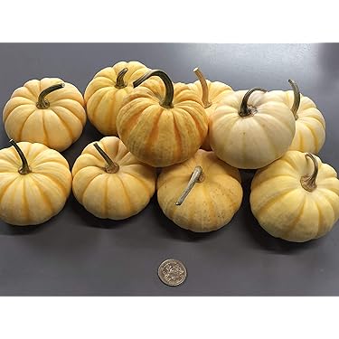 Amazon｜【生花】かぼちゃ ミニパンプキン プッチーニ おもちゃ 花材