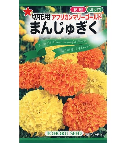 Amazon.co.jp: マリーゴールド 種子 キースオレンジ （育苗可能本数