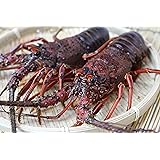 活伊勢海老　活きたまま発送します　特大サイズ　1尾　600～700ｇ　　[活伊勢海老]