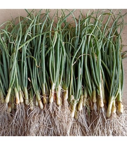 Amazon.co.jp: 淡路島産玉ねぎの苗 レクスター 100本以上 : DIY・工具