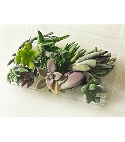 Amazon.co.jp: レア 多肉植物 リトープス 三面体 おばけ 9点 抜き苗