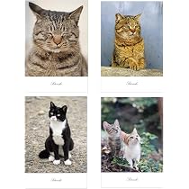 Amazon | [SOTONEKO JAPAN] 猫 ポストカード 写真 日本製 キジトラ