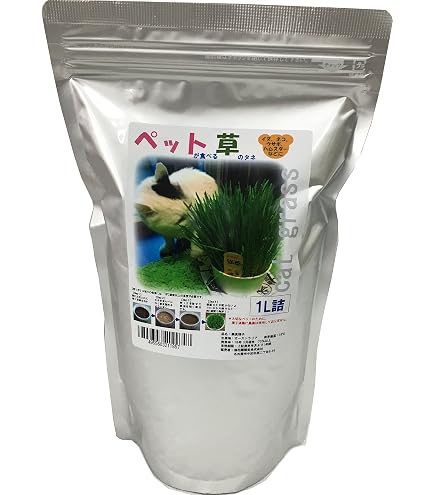 Amazon.co.jp: ドルステニア ギガス ブラータ 種10粒 : DIY・工具