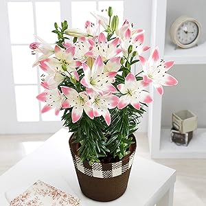 はなみどり 母の日 フラワーギフト ユリ シュガーラブ 鉢花 5号鉢【農家さんから直接仕入れ! 】 桃白