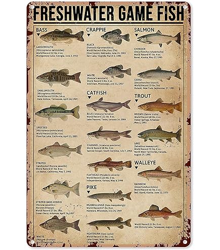 Amazon.co.jp: 釣りキチ三平 矢口高雄 直筆サイン色紙 : ホーム＆キッチン