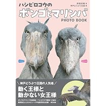 ハシビロコウのボンゴとマリンバ | 南幅 俊輔, 神戸どうぶつ王国 |本