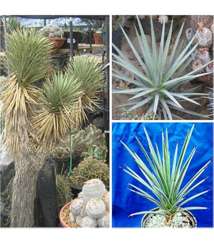 Amazon.co.jp: 【種子】Dasylirion Texanum☆ダシリリオン・テキサナム