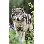 オオカミ iPhoneSE/5s/5c/5(640×1136)壁紙 Wolves 2017 Calendar: Includes Downloadable Wallpaper オオカミ iPhoneSE/5s/5c/5(640×1136)壁紙 Wolves 2017 Calendar: Includes Downloadable Wallpaper