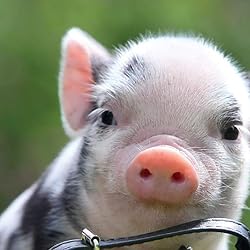 ブタの人気壁紙画像 The Original Pocket Pigs 2021 Calendar