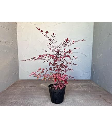 Amazon | オタフクナンテン 5号 15cmポリポット苗 1株 お多福南天 庭木