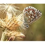 チョウ(蝶) Android(960×800)待ち受け Schmetterlinge 2021: Broschuerenkalender mit Ferienterminen チョウ(蝶) Android(960×800)待ち受け Schmetterlinge 2021: Broschuerenkalender mit Ferienterminen