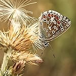 チョウ(蝶) iPad壁紙 Schmetterlinge 2021: Broschuerenkalender mit Ferienterminen チョウ(蝶) iPad壁紙 Schmetterlinge 2021: Broschuerenkalender mit Ferienterminen