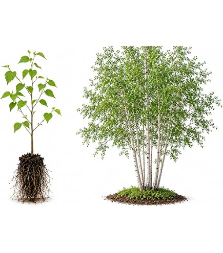 Amazon.co.jp: 白樺苗 白樺シラカバ ジャックモンティー苗 : DIY・工具