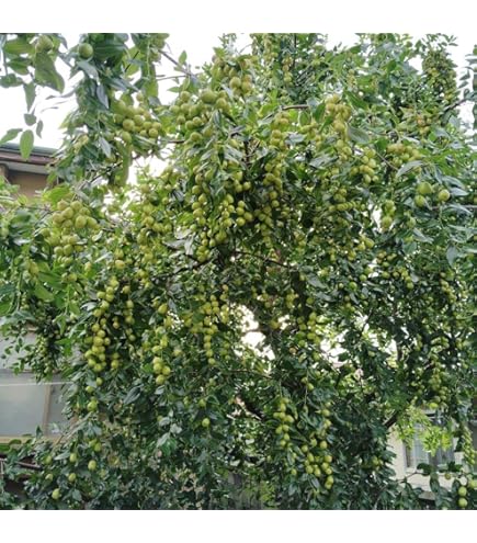 Amazon.co.jp: 果樹苗 ナツメ 無核大金絲棗 1株 / 国華園 25年秋商品