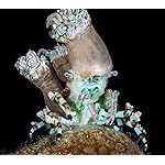 海の生き物 Android(960×854)待ち受け The Ocean Unseen 2021 Calendar 海の生き物 Android(960×854)待ち受け The Ocean Unseen 2021 Calendar