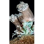 海の生き物 iPhoneSE/5s/5c/5(640×1136)壁紙 The Ocean Unseen 2021 Calendar 海の生き物 iPhoneSE/5s/5c/5(640×1136)壁紙 The Ocean Unseen 2021 Calendar