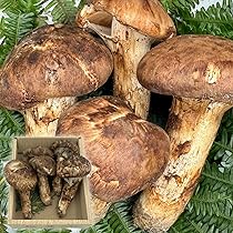 中国産 松茸 役1kg まつたけ マツタケ 101-1kg-gen01.jpg